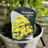 Helenium 'Lemon Sundae' 3L