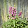 Lythrum 'Robert'