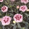 Dianthus mixed pots