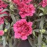 Dianthus mixed pots