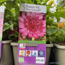 Astrantia major 'Cerise Button' 1ltr pot