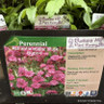Astrantia major 'Pink Button' 1ltr pot