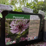 Astrantia major 'Pink Pride' 1ltr pot