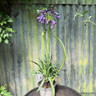 Agapanthus 'Poppin' Purple' 3L