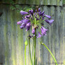 Agapanthus 'Poppin' Purple' 3L