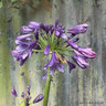 Agapanthus 'Poppin' Purple' 3L