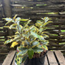 Elaeagnus pungens 'Maculata' - 5ltr
