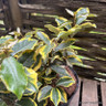 Elaeagnus pungens 'Maculata' - 5ltr
