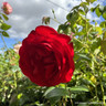 Dublin Bay - Climbing Rose