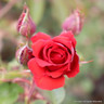 Dublin Bay - Climbing Rose