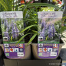 Liriope muscari 'Lilac Wonder' 3ltr pot