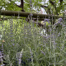 Perovskia atriplicifolia 'Blue Jean Baby' 3ltr pot