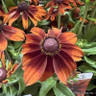 Rudbeckia hirta 'Autumn Colours' 3ltr pot