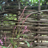 Persicaria amplex. 'Pink Elephant'