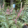 Persicaria amplex. 'Pink Elephant'