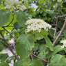 Cornus controversa (60ltr)