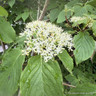 Cornus controversa (60ltr)