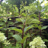 Hydrangea pan. 'Limelight Prime' 3L