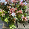 Abelia grandiflora (mixed varieties) - 3L