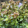 Abelia grandiflora (mixed varieties) 5L