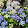 Hydrangea Macrophylla Blue (5L)