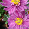Anemone 'Prinz Heinrich'-3L