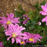 Anemone 'Prinz Heinrich'-3L