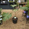 Tetrapanax papyrifer 'Rex' 20L