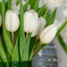 Tulip 'Hakuun' - PACK of 5 bulbs
