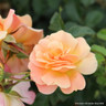 Peach Melba - Climbing Rose