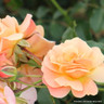 Peach Melba - Climbing Rose