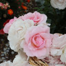 Happy Silver Wedding - Floribunda Rose