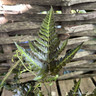 Arachnoides aristata 'Variegata' 2L