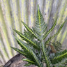 Arachnoides aristata 'Variegata' 2L