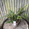 Arachnoides aristata 'Variegata' 2L