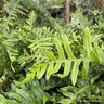 Polypodium vulgare
