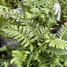 Polypodium vulgare