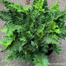Polystichum setiferum 'Congestum'