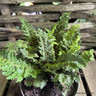Polystichum setiferum 'Congestum'
