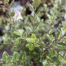 Pittosporum 'Stephen's island' 5L