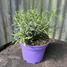 Lavender angustifolia 'Munstead' 2L
