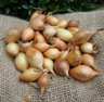 Japanese white onion sets 'Autumn Champion' - 250g