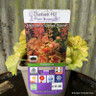 Heuchera 'Eternal Flame' 3ltr