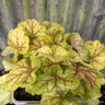 Heuchera 'Eternal Flame' 3ltr