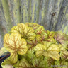 Heuchera 'Eternal Flame' 3ltr