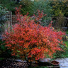 Prunus 'Kojo-no-mai'60-80cm 10L