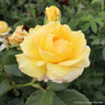You Are My Sunshine - Hybrid Tea Rose