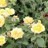 You Are My Sunshine - Hybrid Tea Rose