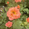 Bush Baby - Patio Rose