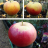 Family Apple 'Katy, James Grieve, Cox' 2/3yr tree on MM106 rootstock